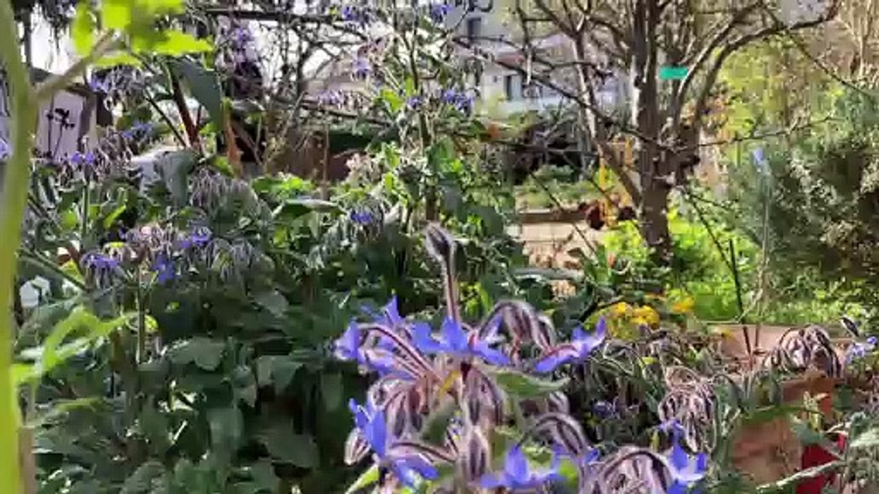 Abeilles à Colomiers
