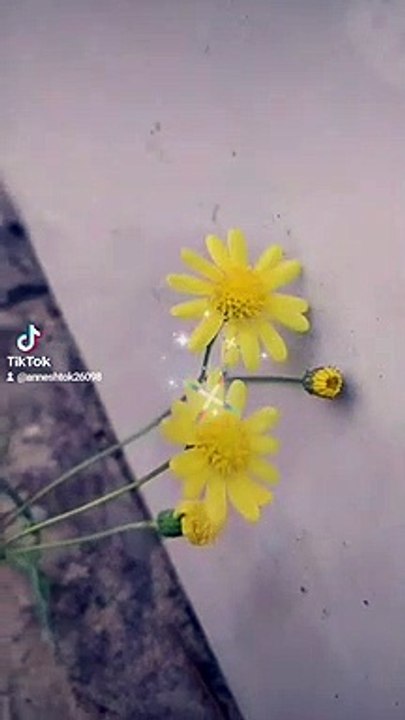 beautiful wild flower