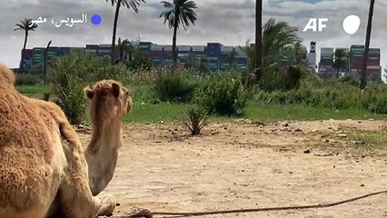 سباق مع الزمن لتعويم السفينة الجانحة في قناة السويس