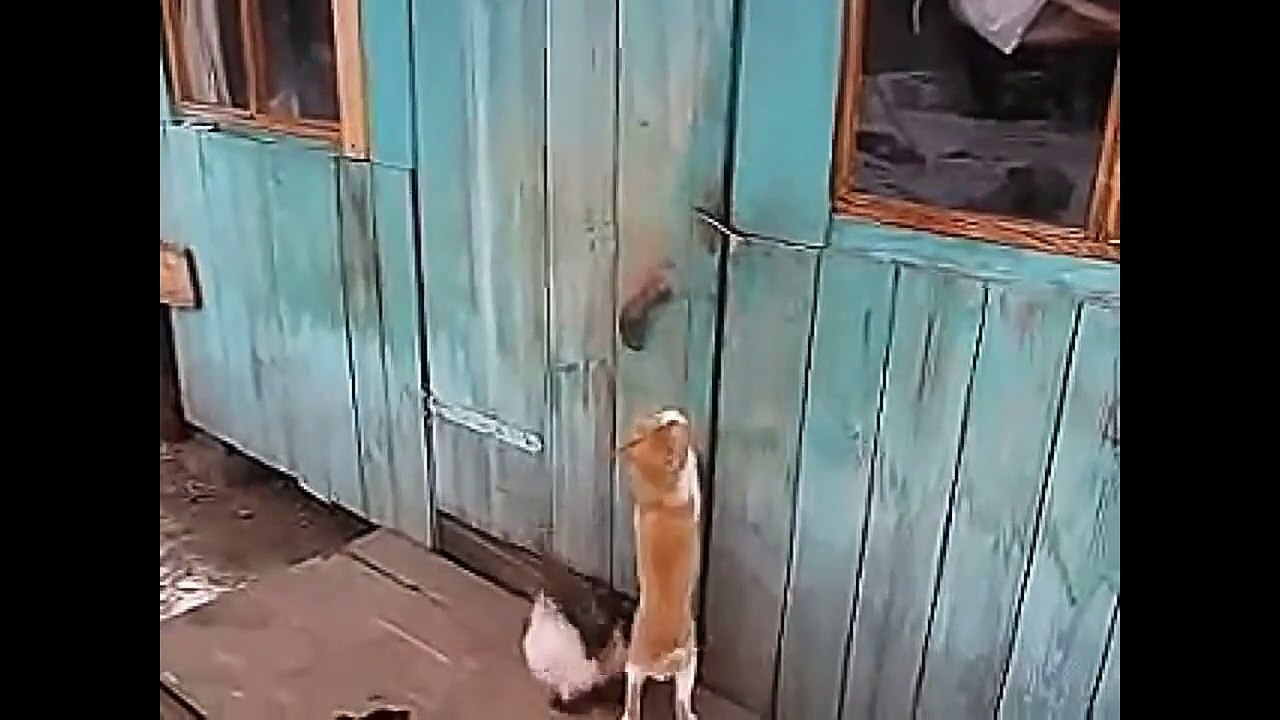 Funny Catto