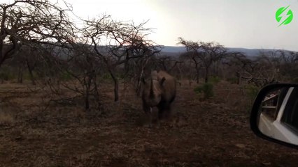 Un rhinocéros en colère charge une voiture... Terrifiant