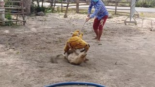 Wow! Must Watch!!! Fake Tiger Prank Dog So Funny Comedy Video 2021