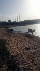 an ox and a cow are walking with their little calf by the lake