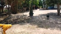 Wow! Nice!!! Fake Tiger Prank Dog Run So Funny Video Pranks 2021