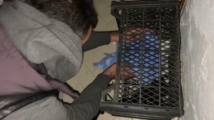 Sahipleri şehir dışında olan evde doğum yaparak mahsur kalan kedi yavrularıyla kurtarıldı