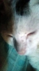 el gato pili tratando de dormir