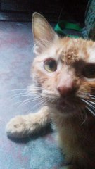 scrapper viendo que no donas monedas