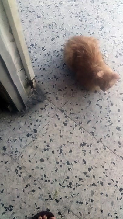 scrapper pensando cuando le van a dar la comida