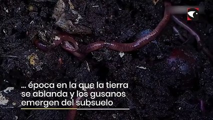 El mes de Marzo se despide con una Luna de Gusano, la primera superluna del año