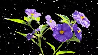 violet flowers with snowfall || black screen video | black screen video | #violet #flowers #snowfall snowfall on violet flowers