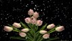 tulip flowers black screen background video | snowfall | black screen video | #tulip #flowers snowfall on tulip flowers