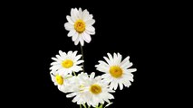 daisy flower black screen background video | screen magic || black screen video | daisy without snowfall