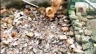 Chicken VS Dog Fight  -  Funny Dog Fight Videos ( 720 X 494 )
