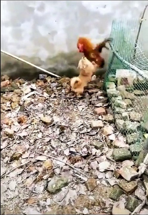 Chicken VS Dog Fight  -  Funny Dog Fight Videos ( 720 X 494 )
