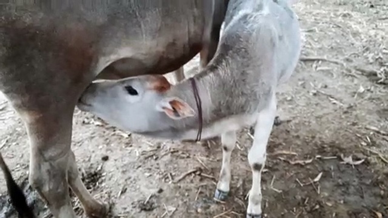 Mother's Love