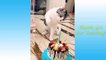 Cute Pets And Funny Animals Compilation - 16 - Pets Garden ( 720 X 1280 )