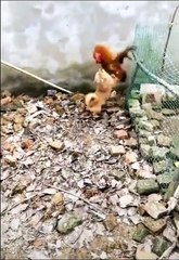 Chicken VS Dog Fight - Funny Dog Fight Videos