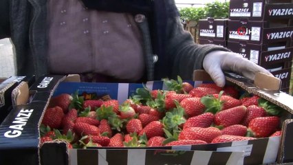 Topraksız çilekte hasat bereketi