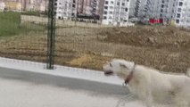 ORDU Sahibi tedavi gören 'Pamuk' köpek, 14 gün hastane kapısında bekledi