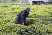 Çay hasadı için Karadeniz'e gelecek 100 bin kişiye test ve karantina önerisi