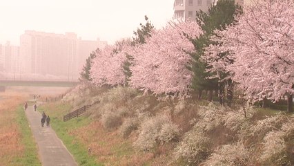 [영상] 짙은 황사, 활짝 핀 벚꽃도 삼켜 버렸다 / YTN