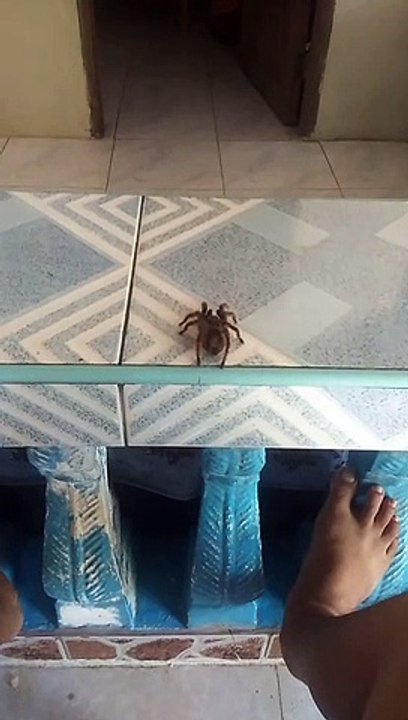 I love my spider