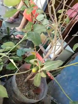 help animals even insect