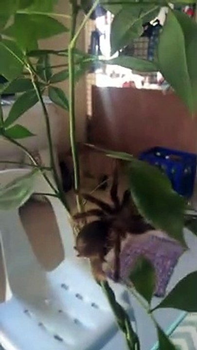 tarantula on money tree