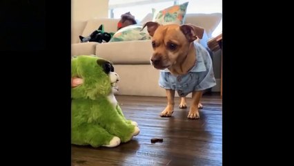 Cute And Funny Pets _ Try Not To Laugh