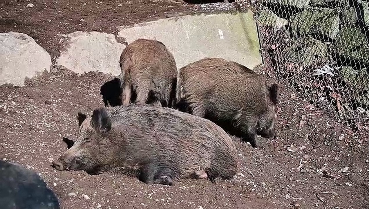 Wildschweine im Alpenzoo