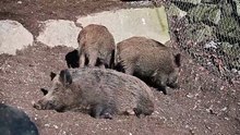 Wildschweine im Alpenzoo