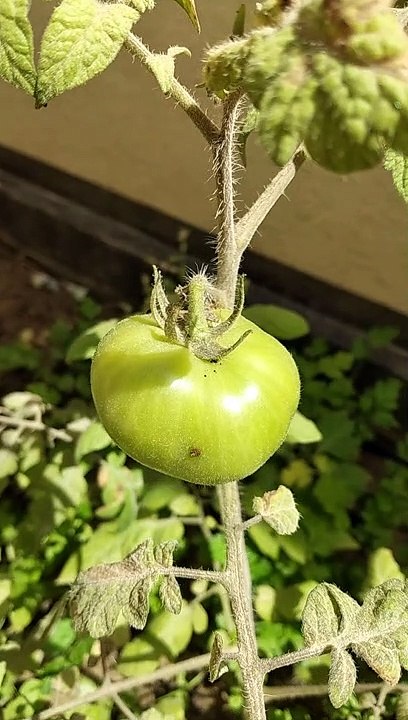 kamatis