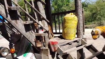 Wow Must Watch Fake Tiger Prank Dog So Funny Comedy Video 2021_360p