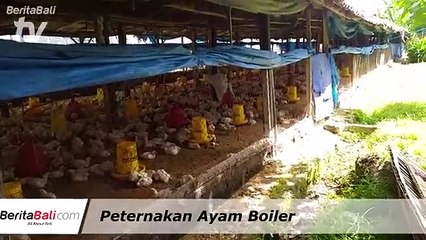 Peternakan Ayam Boiler Desa Tumbak Bayuh