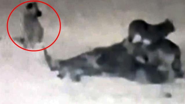 Erzurum'da hayrete düşüren görüntü! Çoban köpeğinin kurtlarla dansı kamerada