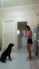 dog trained