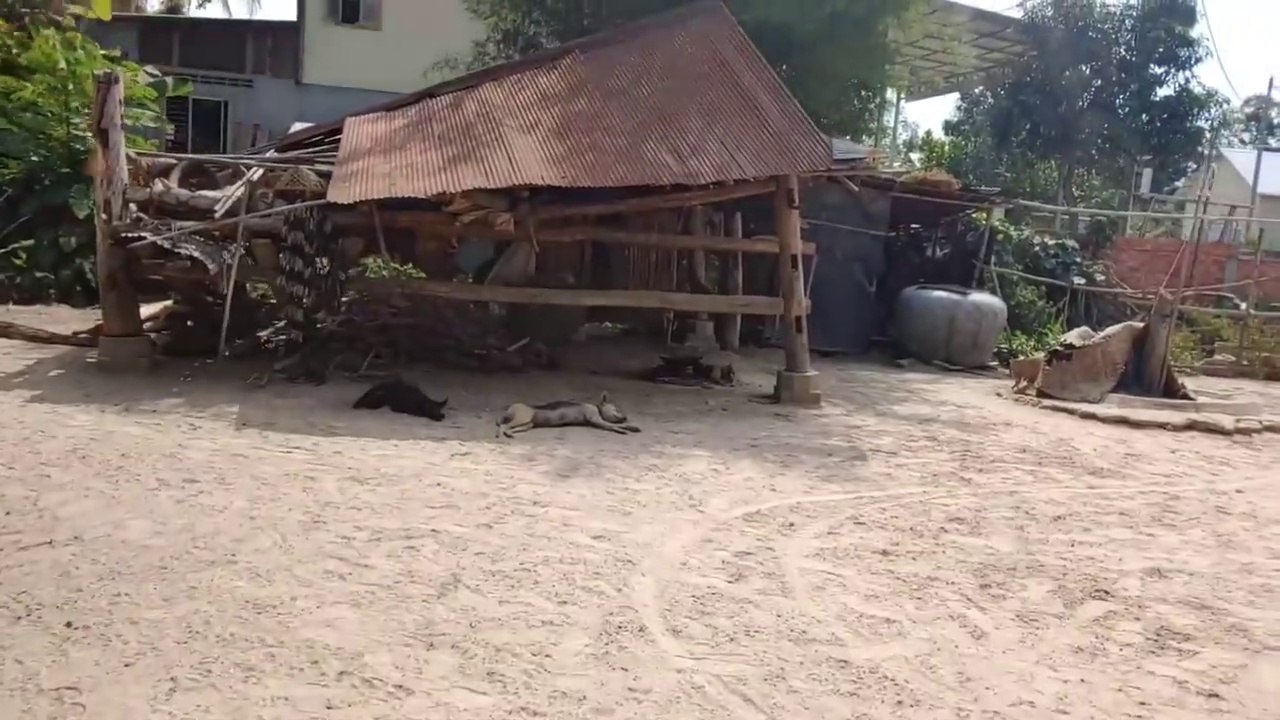 Wow Nice!!! Fake Tiger Prank Dog Run So Funny Video Pranks 2021 ( 720 X 1280 )