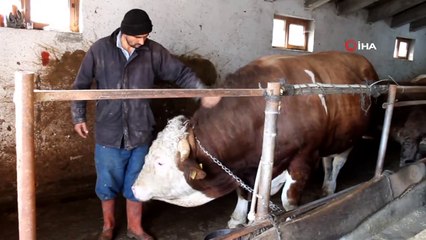 Hibe makine ile hazırladığı yemle beslediği boğayı 30 bin TL'ye satışa çıkardı