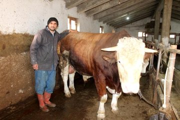 Hibe makine ile hazırladığı yemle beslediği boğayı 30 bin TL'ye satışa çıkardı