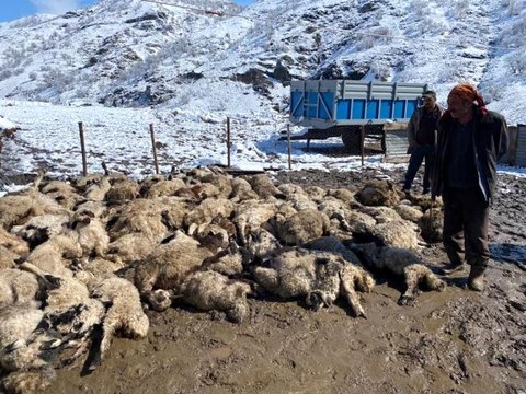 Koyun kuzu izdihamında 82 hayvan telef oldu