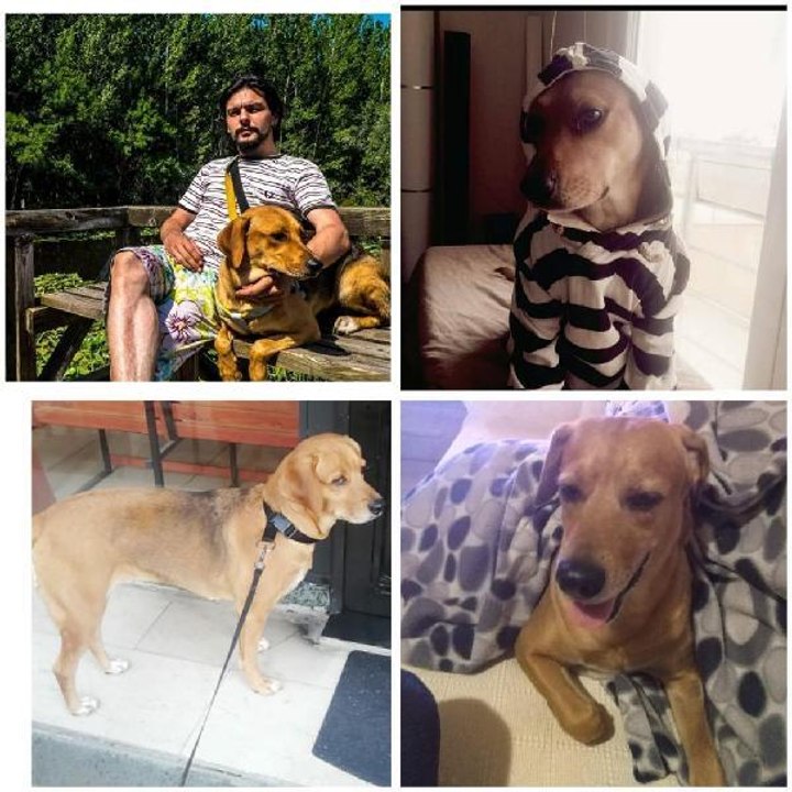 İNTİHAR EDEN SAHİBİNİN VASİYETİ YERİNE GETİRİLDİ, "KÖPÜŞ" SAHİPLENDİRİLDİ