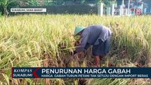 Harga  Gabah Turun Petani Tak Setuju Dengan Import Beras