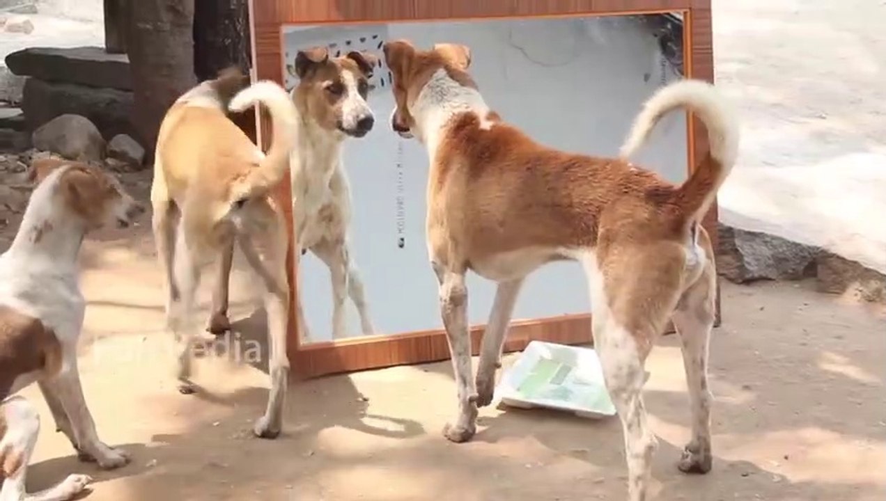 Mirror Prank For Dog Hilarious Reaction Mirror Prank Try not to Laugh  So Funny Prank