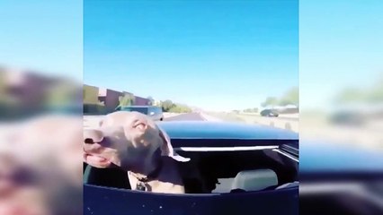 vidio anak bayi dan  kucing