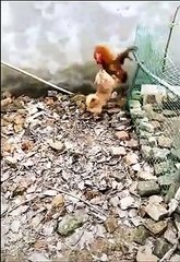 Chicken VS Dog Fight  -  Funny Dog Fight Videos ( 720 X 494 )