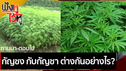 กัญชง กับกัญชา ต่างกันอย่างไร | ฟังหูไว้หู (26 มี.ค.64)