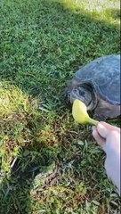 Best Funny Videos 2021 Try Not To Laugh ChallengTry Not To Laugh - Funny Videos 2020