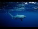 A shark’s eye view on ocean ecology | Moon TV News