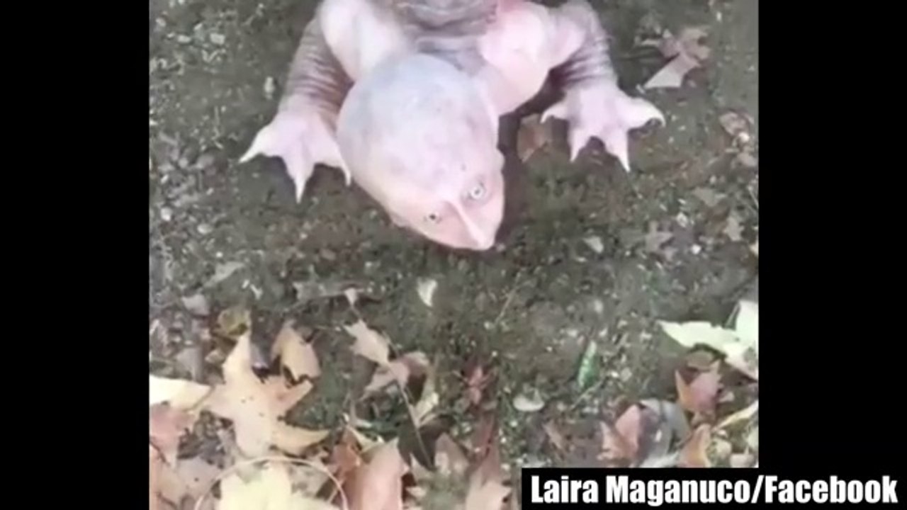 11 Scariest Creatures Recently Discovered