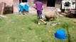 Funny Sheep Attacking People Compilation